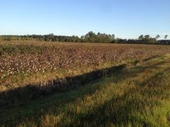 Cotton fields