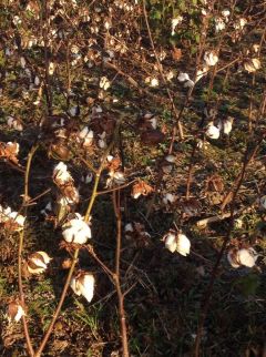 Cotton bolls