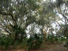 Cumberland Island