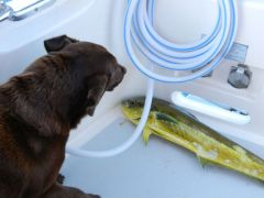 Mahi caught in Gulf Stream