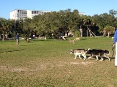Vero Dog Park