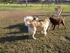 Canine Clatch