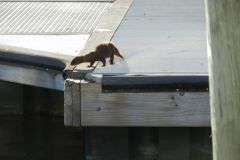 Ocracoke mink! Really!