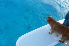 Alice checking the Yellow Jacks