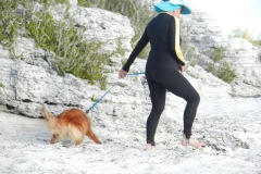 Lizard hunting