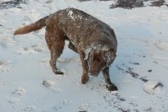 Molly's beach time!