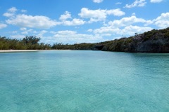 Turtles abound here