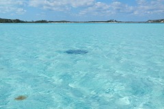 Big eagle ray - big as the dinghy!