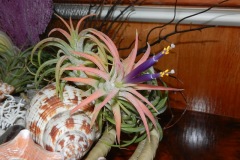 Our air plant blooms!