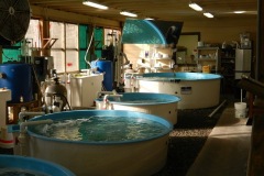 Turtle center