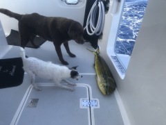 Oooh... big fish to bark at!!