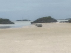 Stranded dinghy! High & dry!