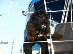 Bella greets her pals!