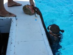 J-J finds conch for lunch