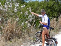 Cotton on Rum Cay