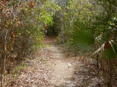 Trail to Adderly Plantation ruins