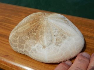 Sea Biscuit
