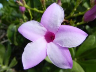 Bahama blooms!