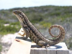 Beach sentinel posing!