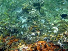 Large fish population