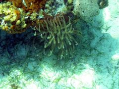 Anemone under coral head
