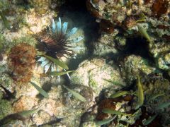 Another Lionfish- invading species