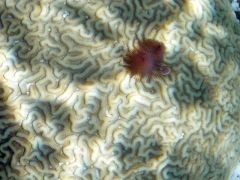 Christmas tree worm on brain coral