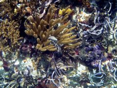 Colorful coral variety