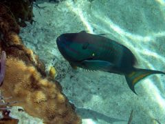 Parrotfish posing