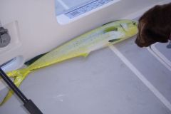 That's a Mahi or dolphin
