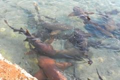 Nurse sharks clean up!
