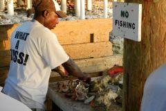 Conch cleaning