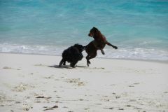 Romp time on the beach