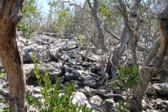 Davis Plantation ruins