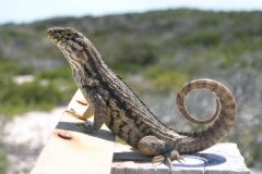 Beach sentinel posing!