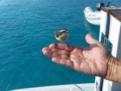 Bananaquit visitor