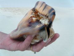 Beauty King helmet conch
