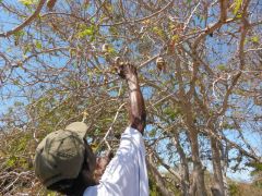 JR leads the way- Tamarind tree!