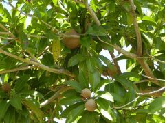 Sapodilla or "Dilly" tree