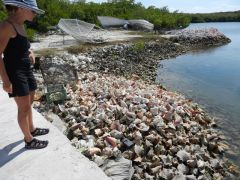 Conch shell riprap!