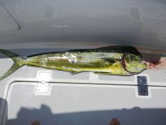 Big Mahi- 47"