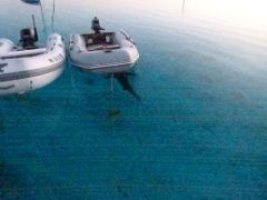 Shark hiding under dink #2.