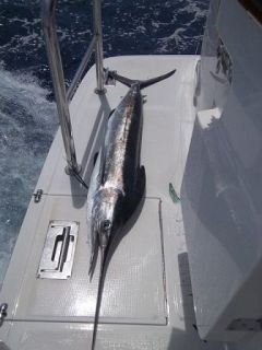The Big Fish