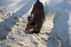 Molly, the sand demon!