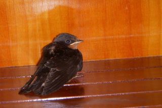 Juvenile swallow takes a detour.