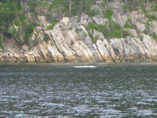 Toward Tadoussac- a beluga near the shore