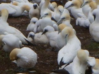 Juvenile gannets
