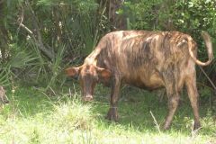 Cowpath...Really!