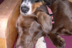 Molly and Louie- best buds