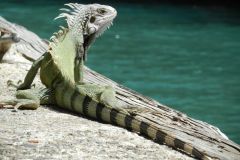Iguana posing on the bulkhead